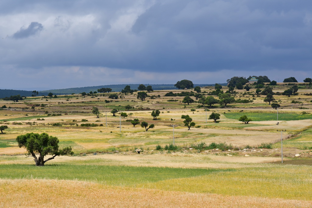 Hamedela to Mekele